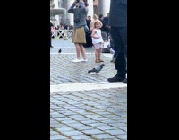 Pigeon hopping across rock road