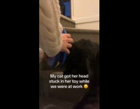 Cat got ball ring toy stuck on head 