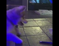 Dog uses paw to knock over empty bottle 