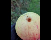 Submitter shows apple with round ammo inside