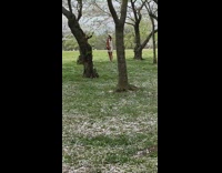 Photographer shakes cherry blossom branch white dress 