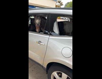 Man sees pony inside car on parking lot 