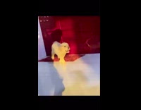 Compilation three month old golden retriever puppy 