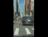 Unaware Car Driver Drags Christmas Tree on Steet