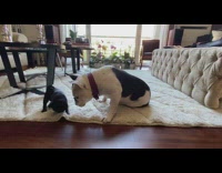 Dog watches black puppy bite white rug 