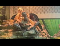 Group of lizards stacked together inside terrarium