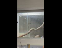Snake crawls up glass door falls back 