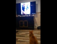 Pet cat on the floor watches Daily Dose of Internet at the television