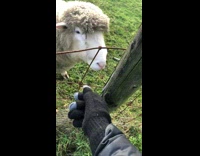 Collab Clips MPUGC2 - Girl makes noise at sheep and then runs away