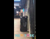 Raccoon crawls inside black trash can subway 