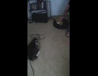 Collab DailyDoseOfInternet - Cat hiss growl at new stuffed toy