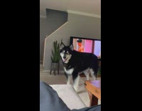 Collab BitchMP - Dog wants to go on walk complaining