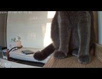 Collab PLC - Cat on bed frame look at security camera