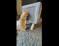 Brown kitten cat uses blue scratching cube 