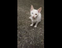 Dog on fence look at white kitten