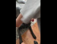 Large black dog bites red bone toy