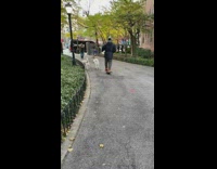 2 white dogs pull man on skateboard 