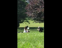 Girl white dress read book sit grass
