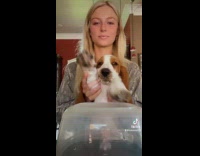 Collab DogIG - Dog drums to melody of heartbeat 