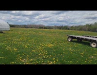 Woman shows farm full of dandelions