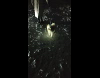 Pet dog golden fur glows in the snow at dark