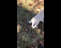 White Puppy Rolls Around On Green Grass on White Leash