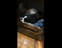 Black and White Dog Rests In Black Dryer Full of Clothes