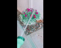 Dog play with watering hose 