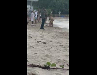 Yellow bikini girl kneels on beach sand 