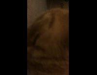 Orange cat lick airpod on the floor