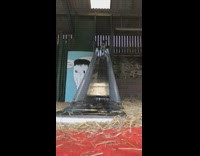 Collab Pets For All - Black and white dog goes down slide 