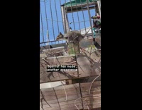 Squirrel with a rat tail on wooden gate