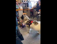 Man Praises Dog as He Checks it Out