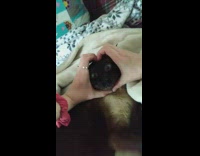 Heart shaped hands put on cat face