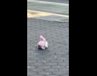 Bunny toy humps another toy on sidewalk