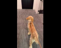 Dog runs after being off leash