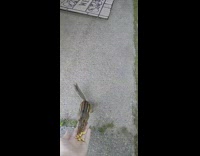 Wild squirrel approaches filmer with peanuts