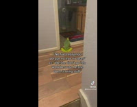 Pet bird talks to itself in spanish 