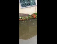 Fishes swim in flood on the street
