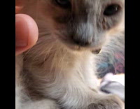 Kitten roars loud when back is touched