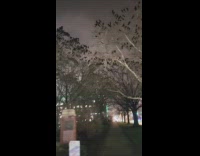 Loud noises of crow birds on trees