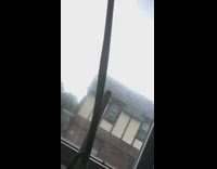 Collab DailyDoseOfInternet - Onion very long stem flowers soil pot