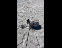Puppy dog dig hole in sand beach