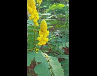 Slow motion capture of big bug flying around flower 