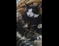 Two cats cuddled and asleep with blanket Part 1