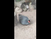 Pheasant keep digging hole on the sand 