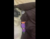 Pug dog lays bed carrot toy pillow 