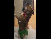 Dog dances in hula skirt 