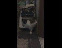 Cat makes noise have hard time pooping