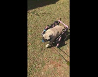 Pug dog walks with pink wheelchair walker